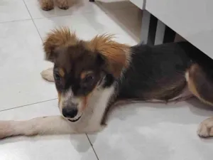 Cachorro raça SRD-ViraLata idade 2 a 6 meses nome BOB
