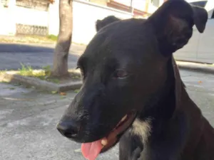 Cachorro raça SRD-ViraLata idade 1 ano nome Rihanna 