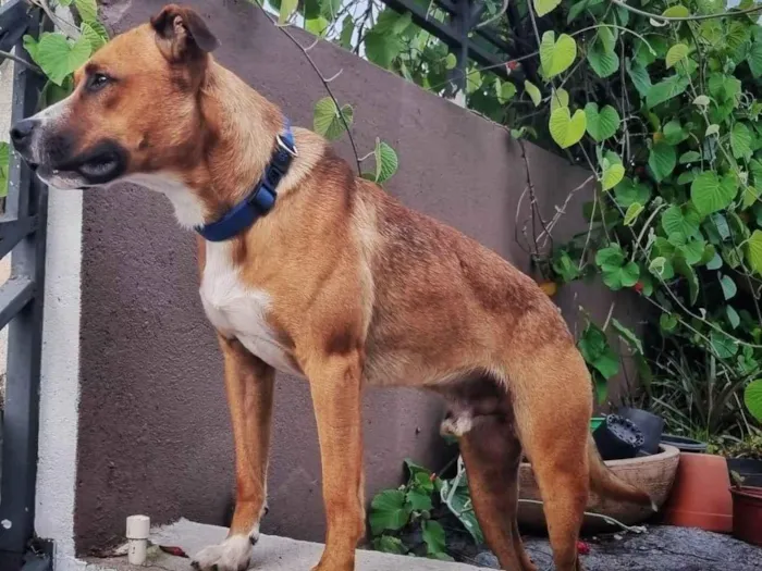 Cachorro ra a SRD-ViraLata idade 1 ano nome Bô