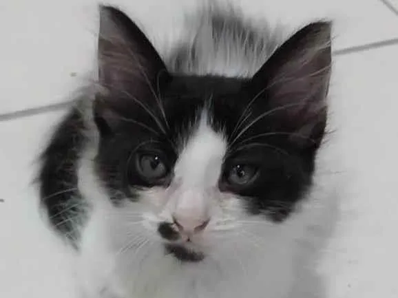Gato ra a srd idade 2 a 6 meses nome MAUÍ