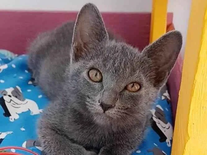 Gato ra a srd blue idade 2 a 6 meses nome LOLA