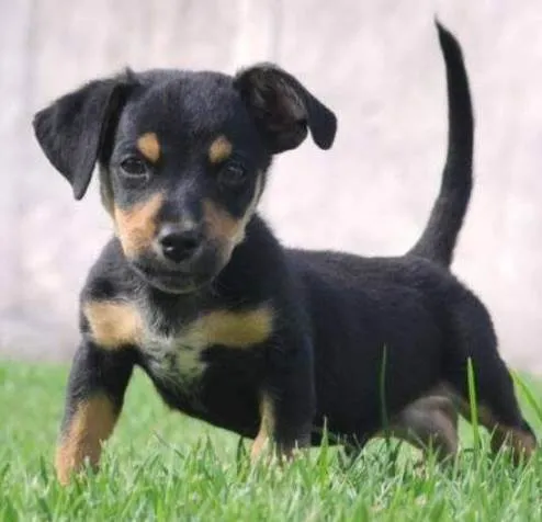 Cachorro raça SRD-ViraLata idade 2 a 6 meses nome Tico