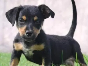 Cachorro raça SRD-ViraLata idade 2 a 6 meses nome Tico