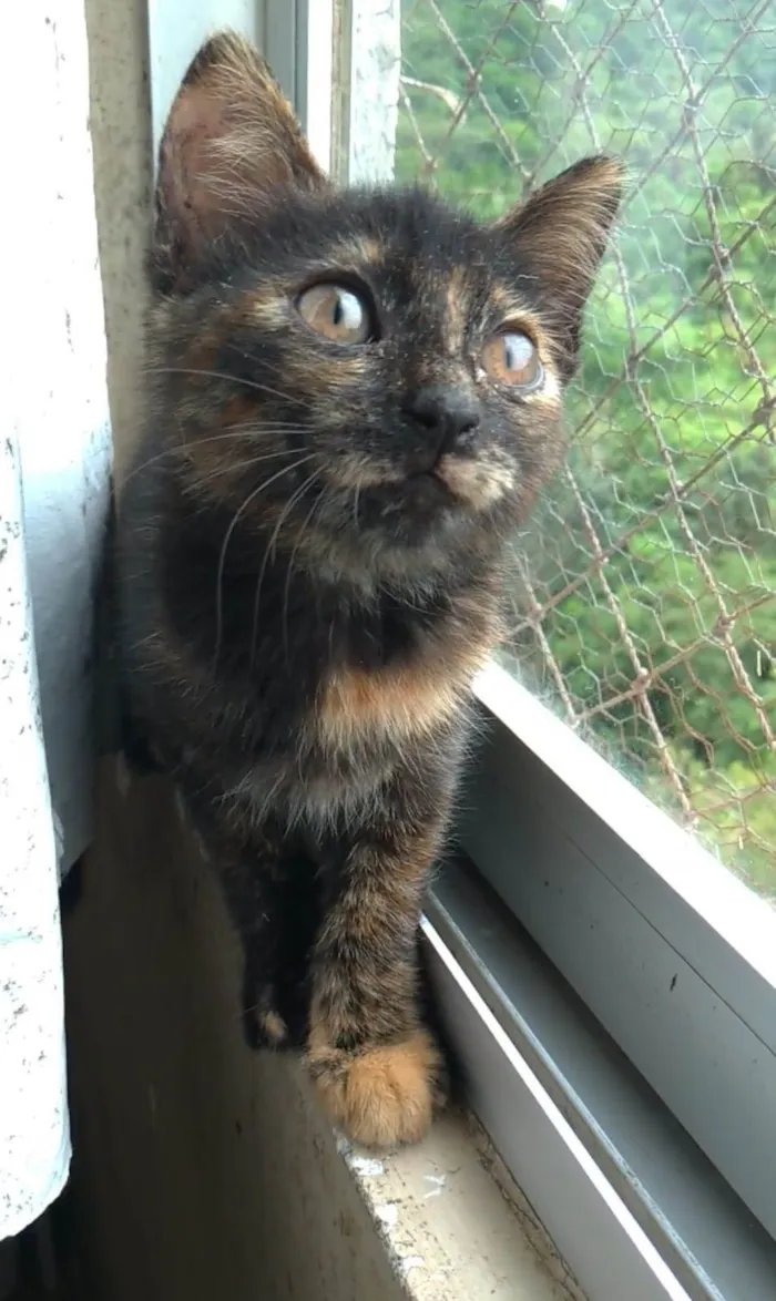 Gato ra a srd escaminha  idade 2 a 6 meses nome CACAU