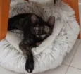CACAU