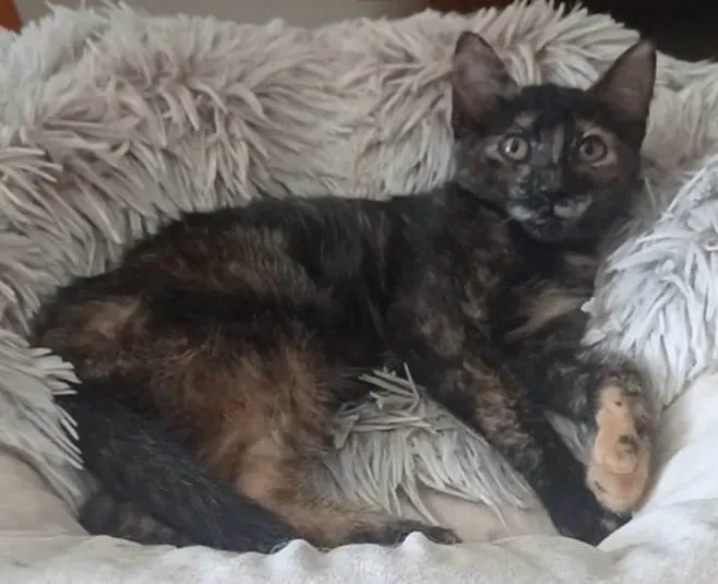 Gato ra a srd escaminha  idade 2 a 6 meses nome CACAU