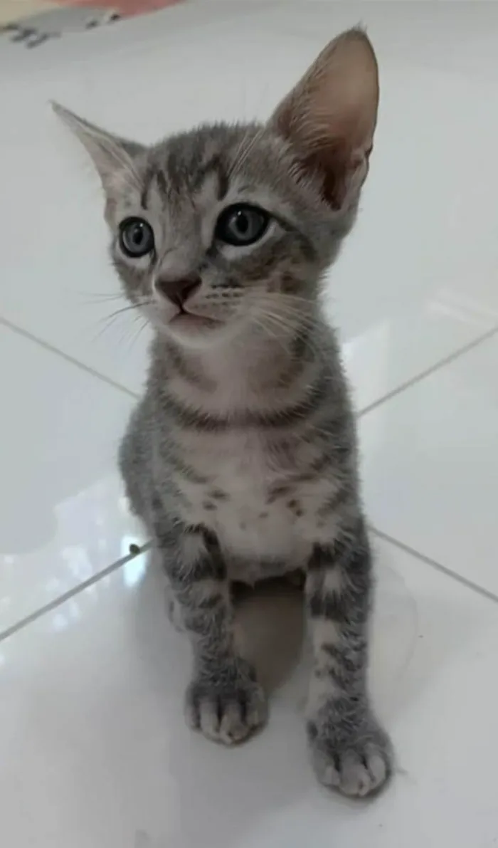 Gato ra a srd tigradinha  idade 2 a 6 meses nome BENTO