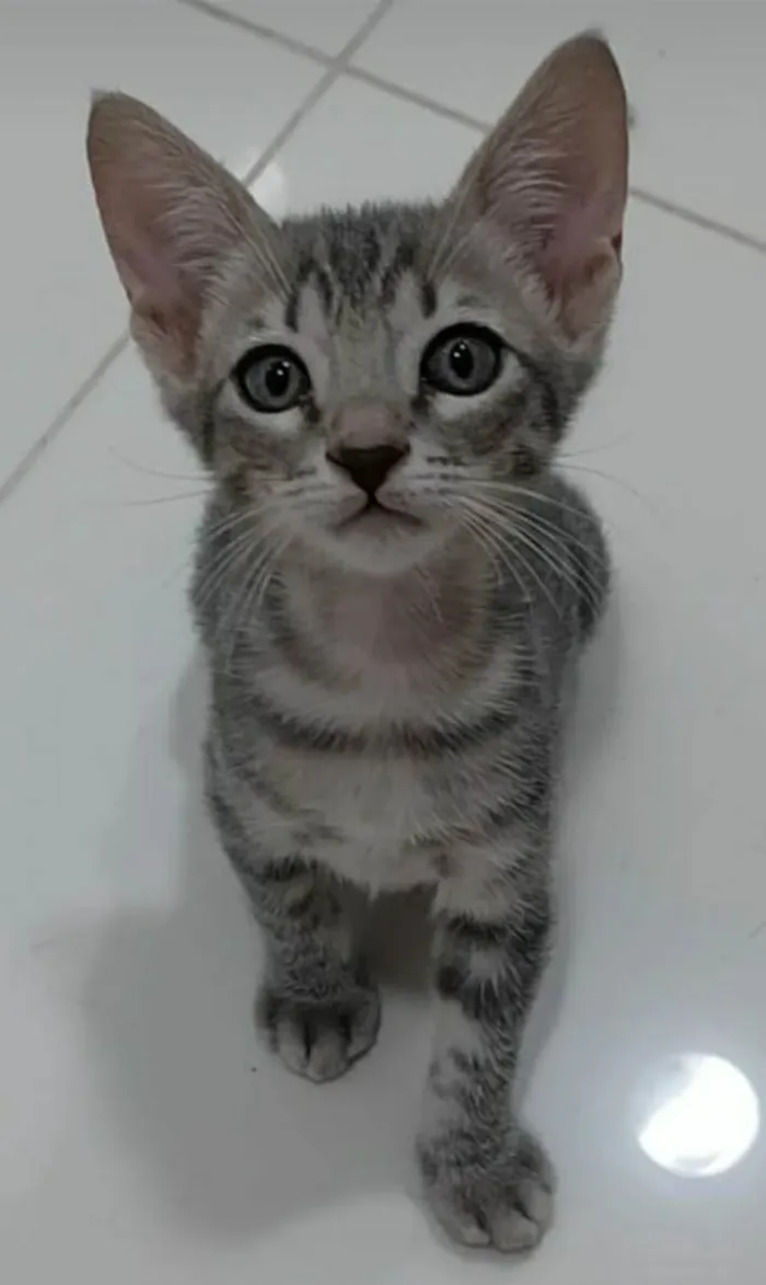 Gato ra a srd tigradinha  idade 2 a 6 meses nome BENTO