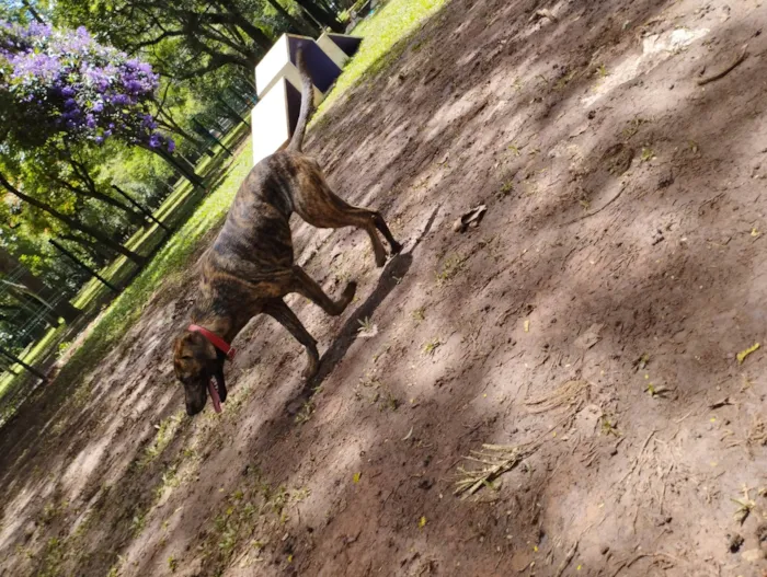 Cachorro ra a SRD-ViraLata idade 7 a 11 meses nome Naruto