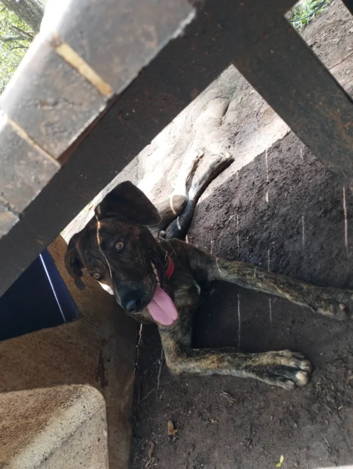 Cachorro ra a SRD-ViraLata idade 7 a 11 meses nome Naruto