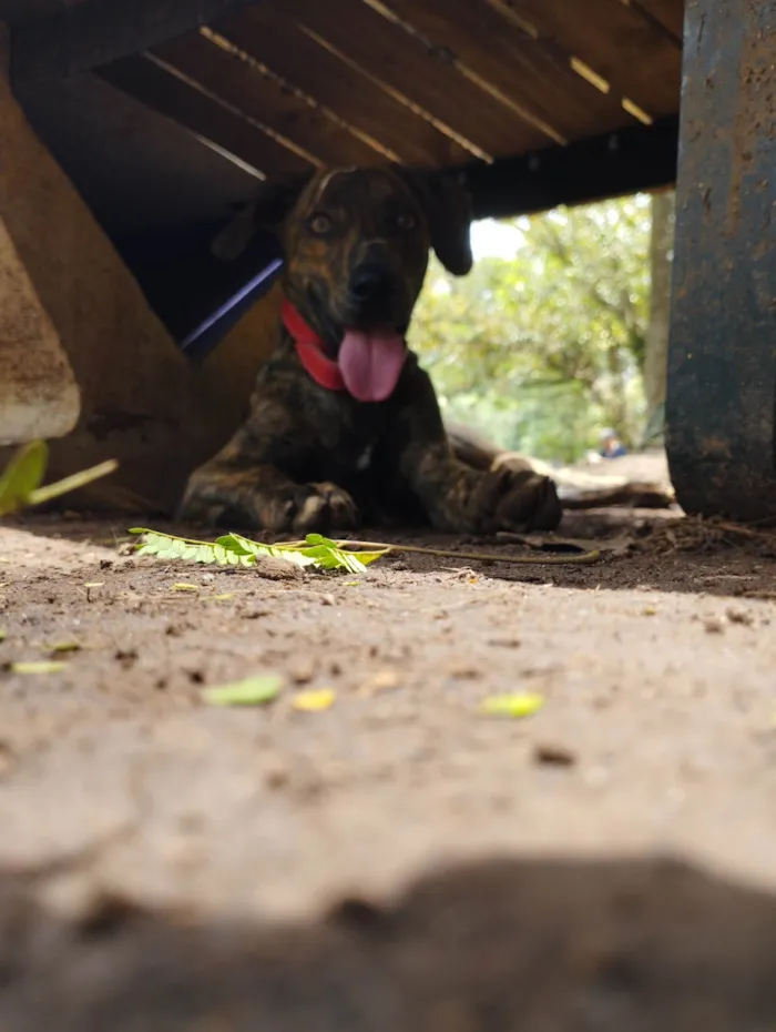 Cachorro ra a SRD-ViraLata idade 7 a 11 meses nome Naruto