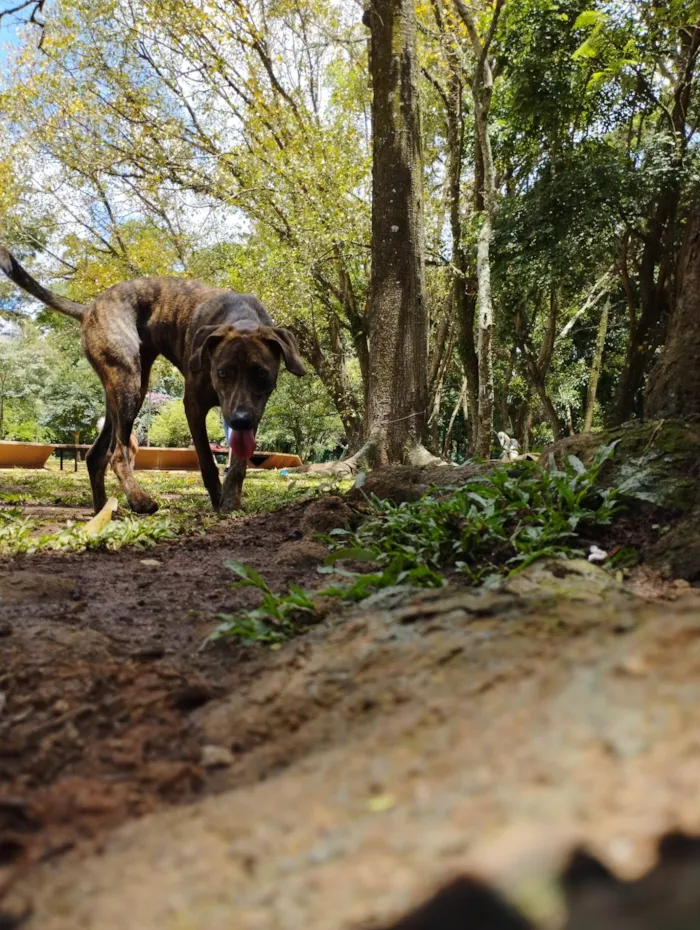 Cachorro ra a SRD-ViraLata idade 7 a 11 meses nome Naruto