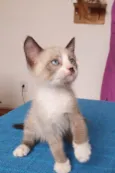 Nico