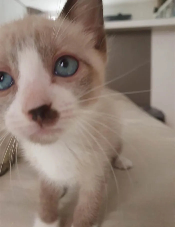 Gato ra a SRD-ViraLata idade 2 a 6 meses nome Nico