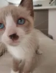 Nico