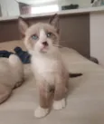 Nico