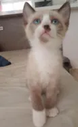 Nico