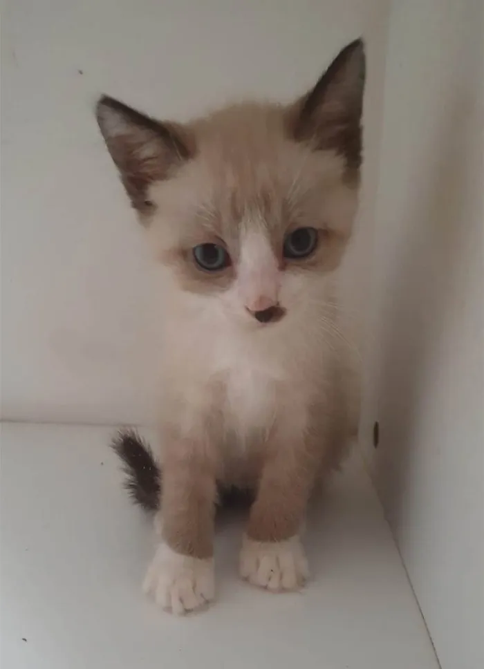 Gato ra a SRD-ViraLata idade 2 a 6 meses nome Nico