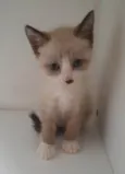 Nico