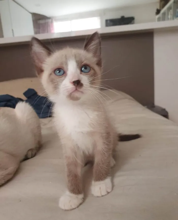 Gato ra a SRD-ViraLata idade 2 a 6 meses nome Nico