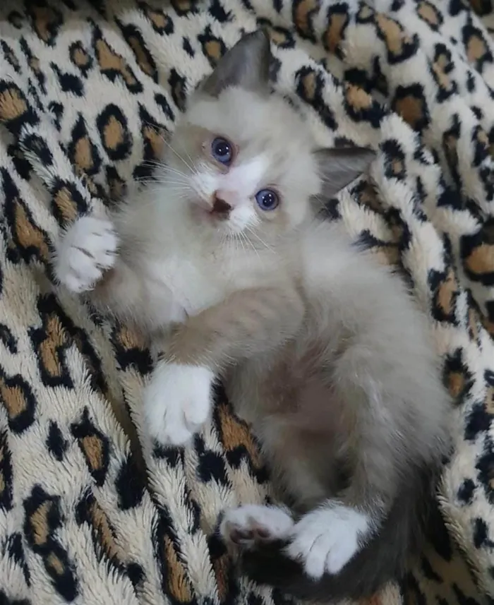 Gato ra a SRD-ViraLata idade 2 a 6 meses nome Nico