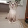 Nico