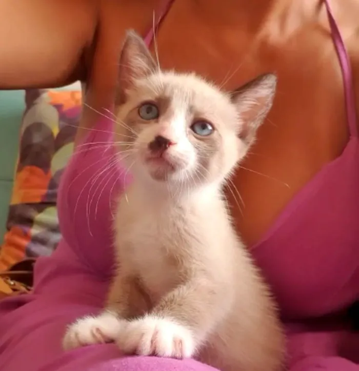 Gato ra a SRD-ViraLata idade 2 a 6 meses nome Nico