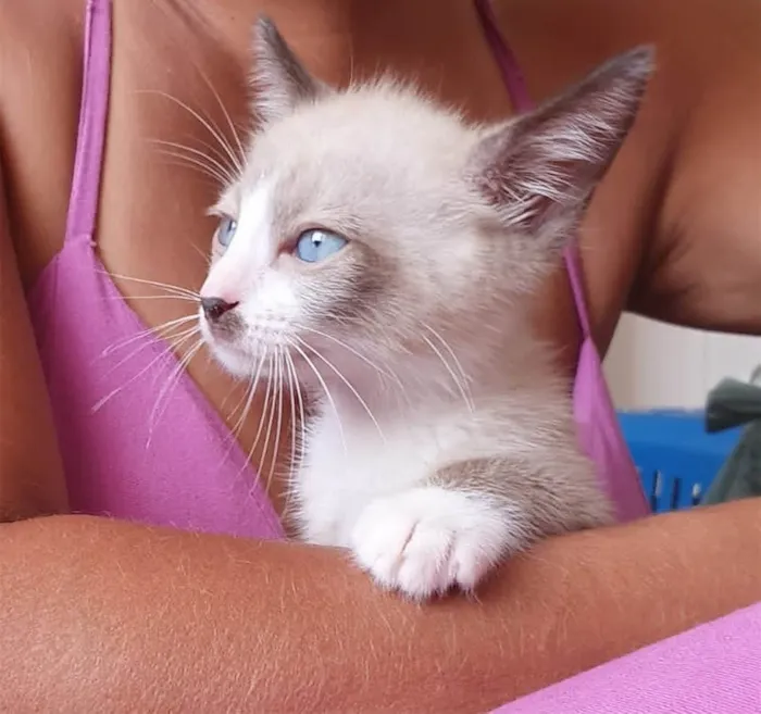 Gato ra a SRD-ViraLata idade 2 a 6 meses nome Nico