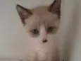 Nico