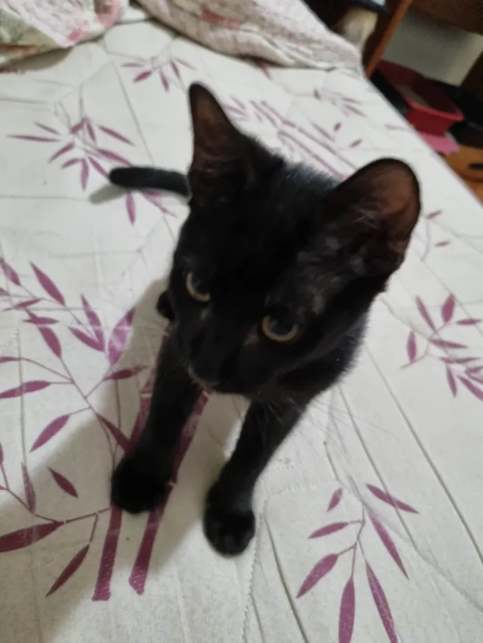 Gato ra a SRD-ViraLata idade 2 a 6 meses nome Panterinha fofa