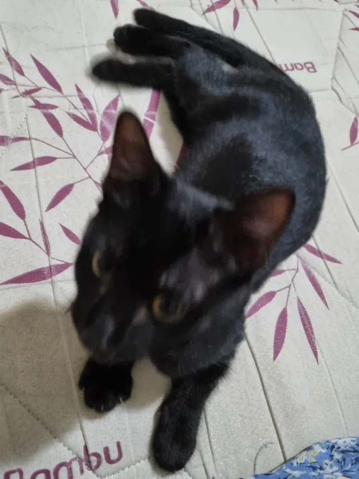 Gato ra a SRD-ViraLata idade 2 a 6 meses nome Panterinha fofa