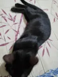 Panterinha fofa