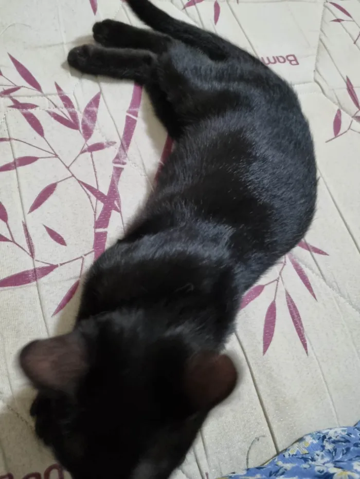 Gato ra a SRD-ViraLata idade 2 a 6 meses nome Panterinha fofa