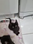 Panterinha fofa