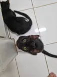Panterinha fofa