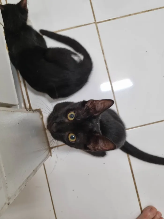 Gato ra a SRD-ViraLata idade 2 a 6 meses nome Panterinha fofa