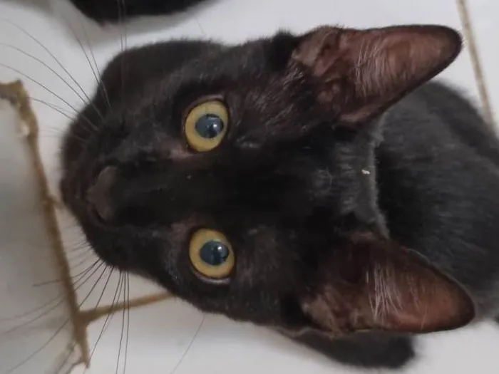 Gato ra a SRD-ViraLata idade 2 a 6 meses nome Panterinha fofa
