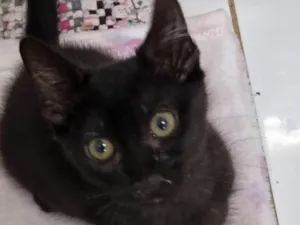 Gato raça SRD-ViraLata idade 2 a 6 meses nome Panterinha fofa