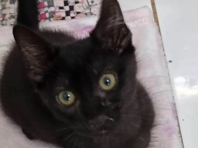 Gato ra a SRD-ViraLata idade 2 a 6 meses nome Panterinha fofa