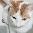 Tom Tom 