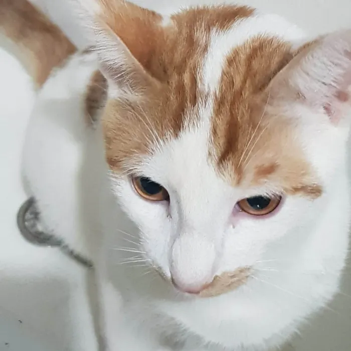 Gato ra a SRD-ViraLata idade 7 a 11 meses nome Tom Tom 