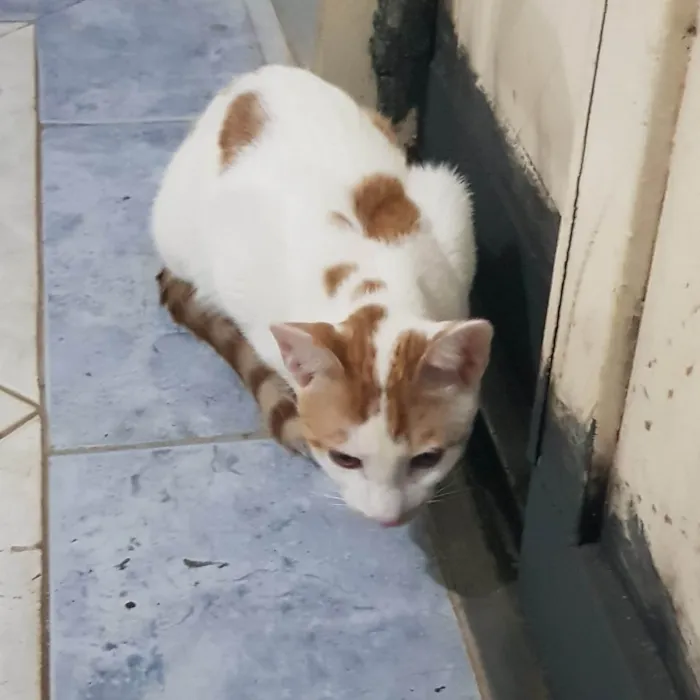 Gato ra a SRD-ViraLata idade 7 a 11 meses nome Tom Tom 