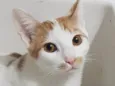 Tom Tom 