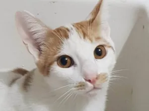 Gato raça SRD-ViraLata idade 7 a 11 meses nome Tom Tom 