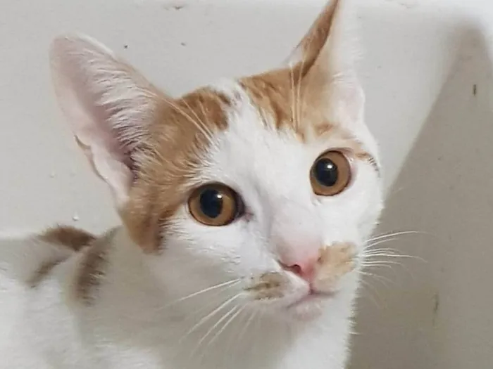 Gato ra a SRD-ViraLata idade 7 a 11 meses nome Tom Tom 