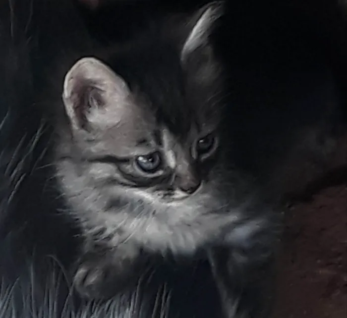 Gato raça Indeterminada  idade Abaixo de 2 meses nome Jade 