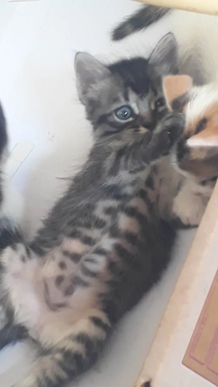 Gato raça Indeterminada  idade Abaixo de 2 meses nome Jade 