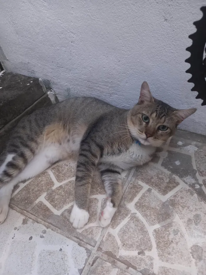 Gato ra a SRD-ViraLata idade 2 anos nome Chuvisco 