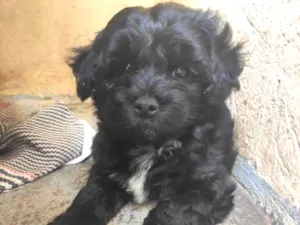Cachorro raça Poodle idade Abaixo de 2 meses nome A definir