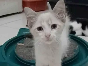 Gato raça srd idade 2 a 6 meses nome MERLIN 